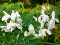 horseradish tree